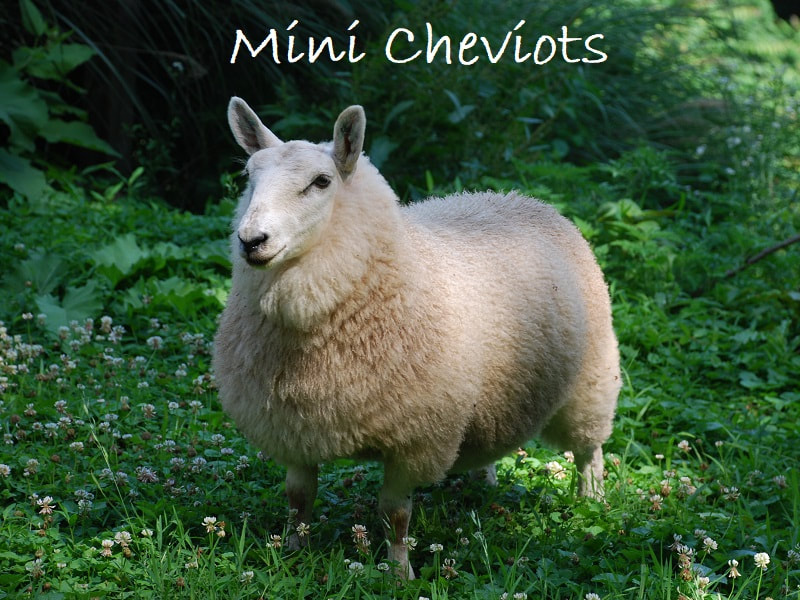 Mini Cheviots